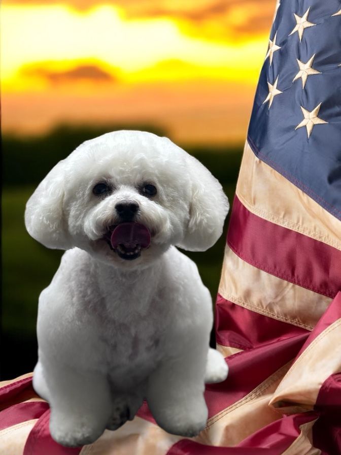 A fluffy white Bichon Frisé dog sits in front of an American flag against a sunset background.
