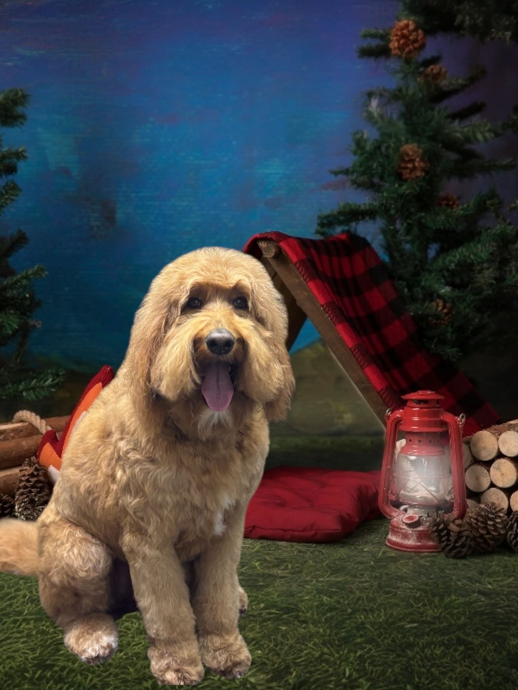 A gold-colored doodle dog sits smiling in front of a small camping tent with a red lantern and pine trees.