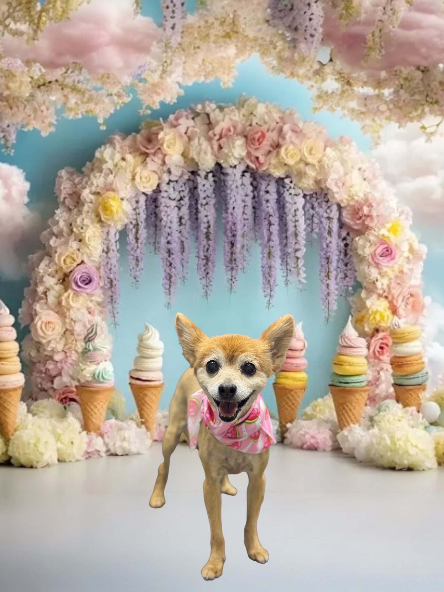 A small, tan dog wearing a pink bandana stands centered before a decorative floral arch and toy ice cream cones.