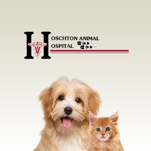 Vet Clinic In Hoschton Braselton Ga Animal Hospital