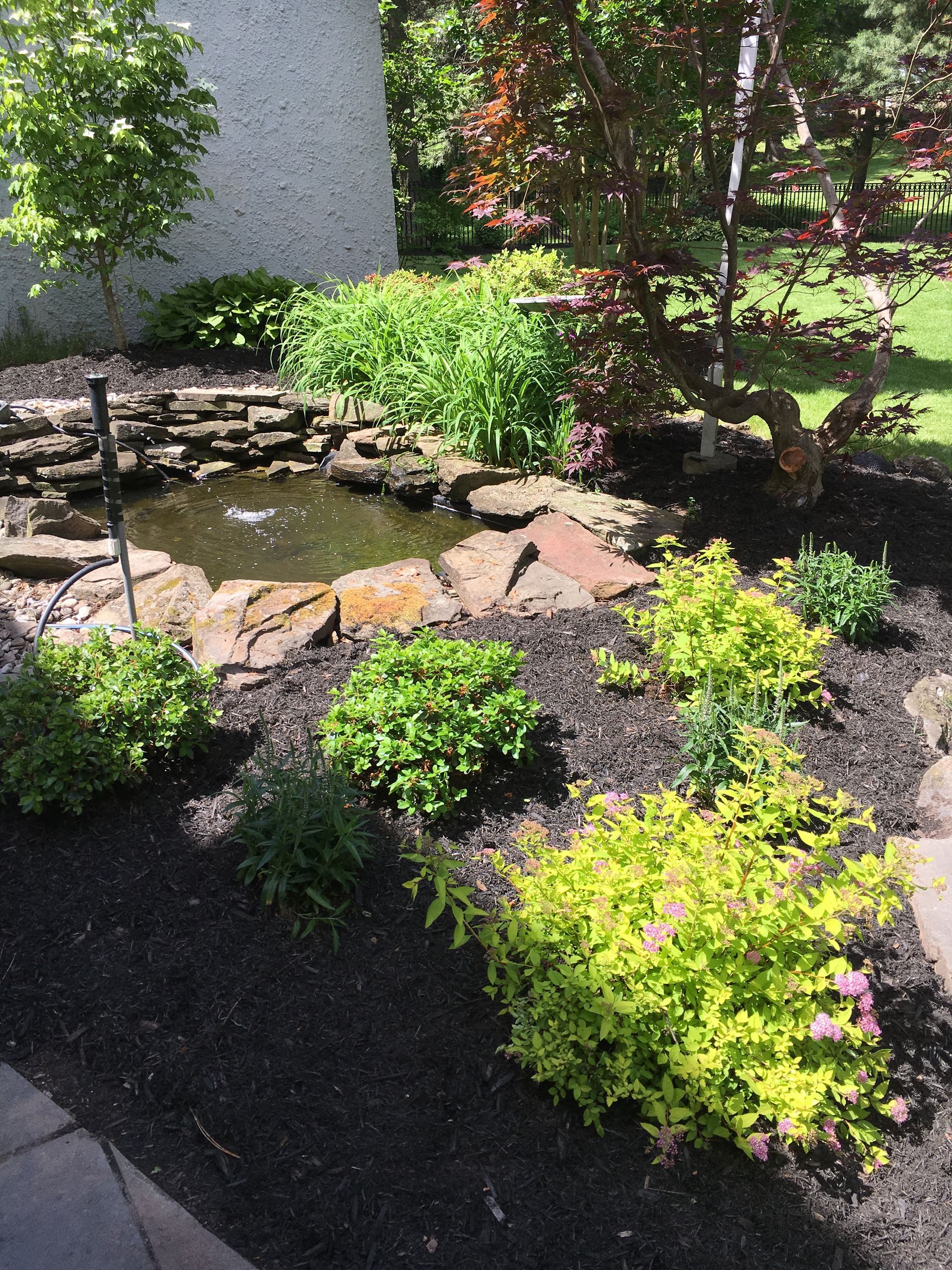 A small pond with a water feature surrounded by a garden with green and yellow bushes and dark mulch.