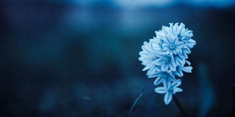 cremation service in Evanston IL