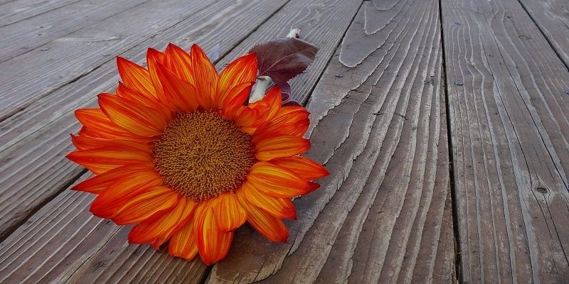 cremation services in Evanston, IL