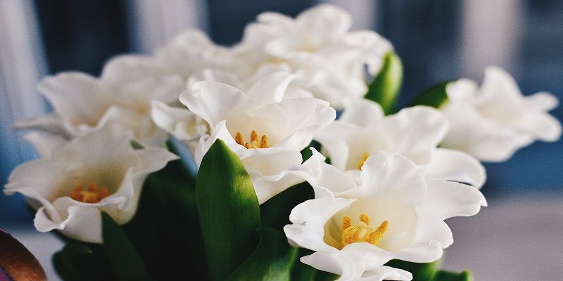 cremation service in Evanston, IL
