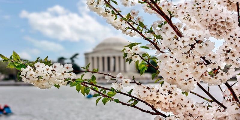 cremation service in Evanston, IL