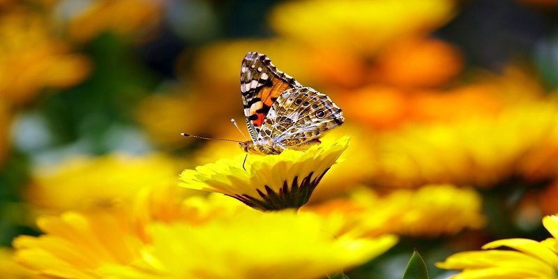 cremation service in Glenview, IL