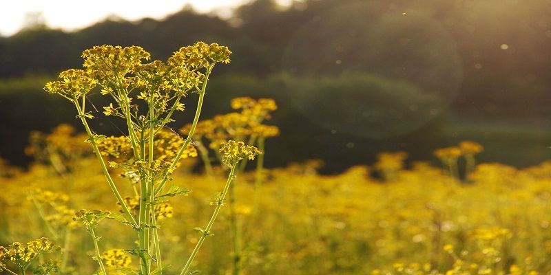 cremation service in Glenview, IL
