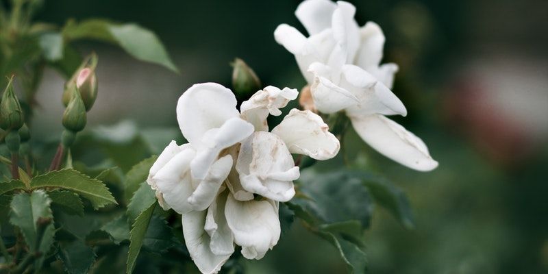 cremation service in Glenview, IL