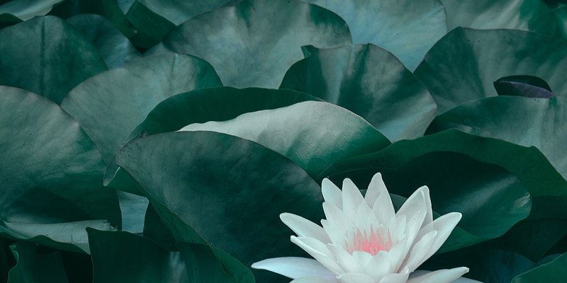 cremation service in Glenview, IL