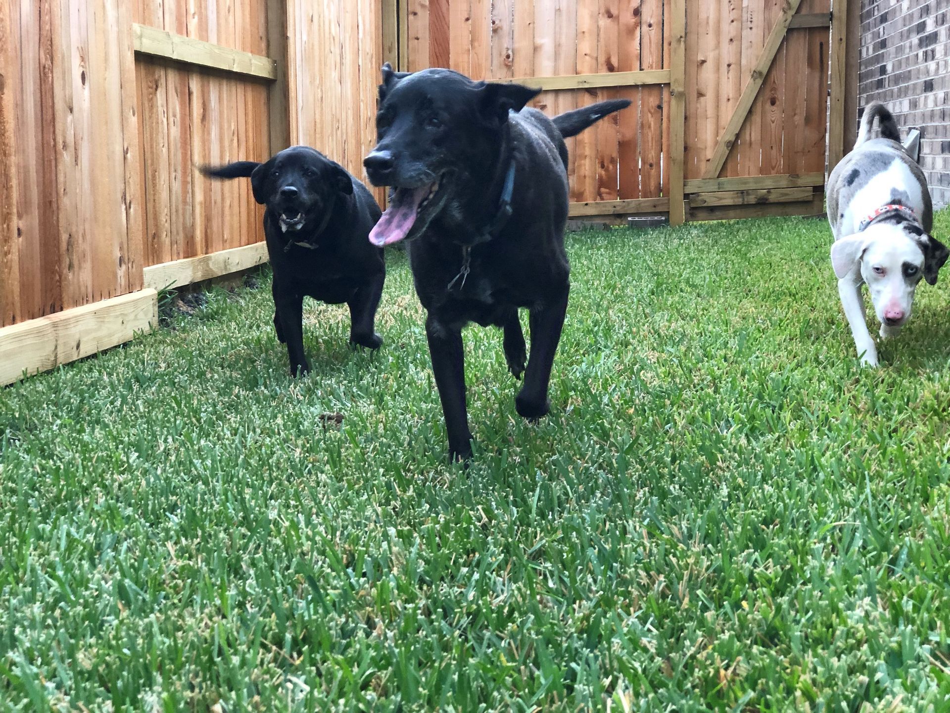 A woman is walking a dog on a leash on a porch.