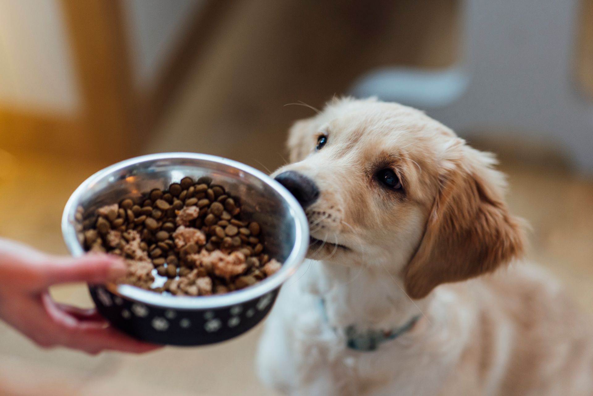A person is feeding a puppy from a bowl of dog food.