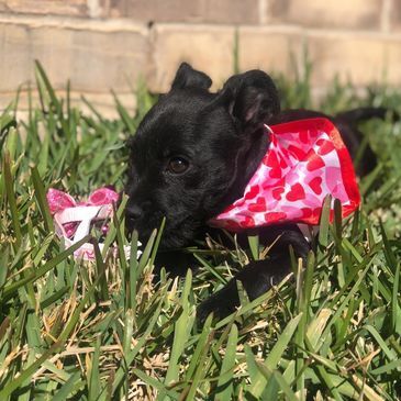 A black puppy wearing a red bandana with hearts on it is laying in the grass.