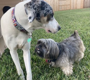 Two dogs standing next to each other in the grass