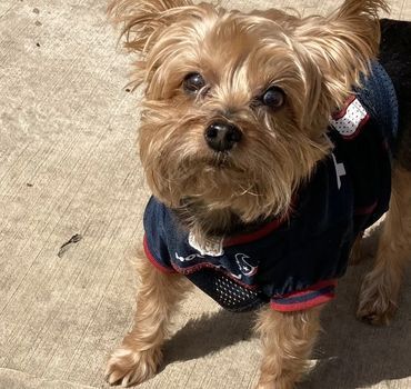 A small dog wearing a jersey is standing on a sidewalk.
