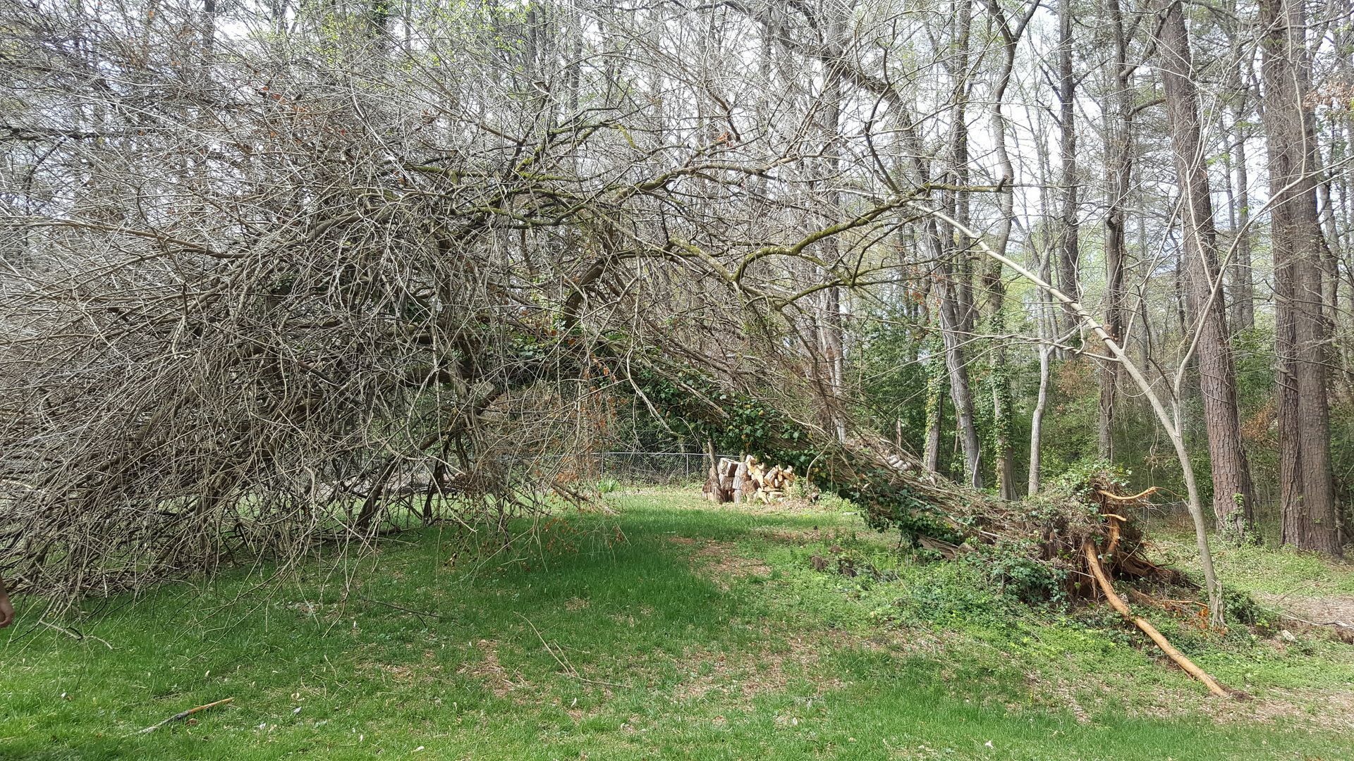 Sharper Edge Tree Care. Tree removal and Emergency tree services in North East Georgia. Buford, Alpharetta, Duluth, Cumming, Atlanta, Dunwoody.