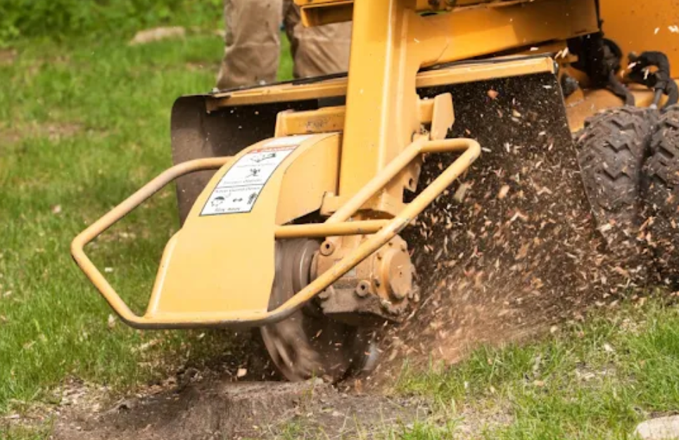 Professional Tree Trimming Service in Buford, GA