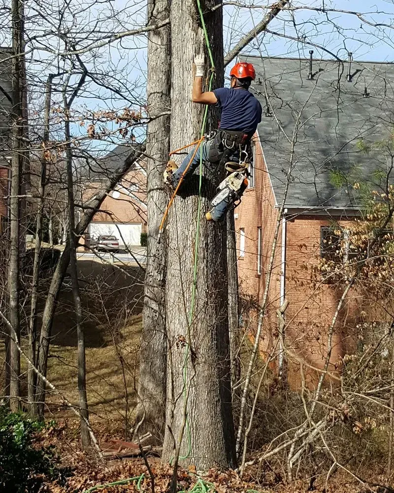 Tree Trimming Services Near Me | Atlanta GA | Cumming GA | Duluth GA | Alpharetta GA | Cumming GA | Dunwoody GA | Sharper Edge Tree Care