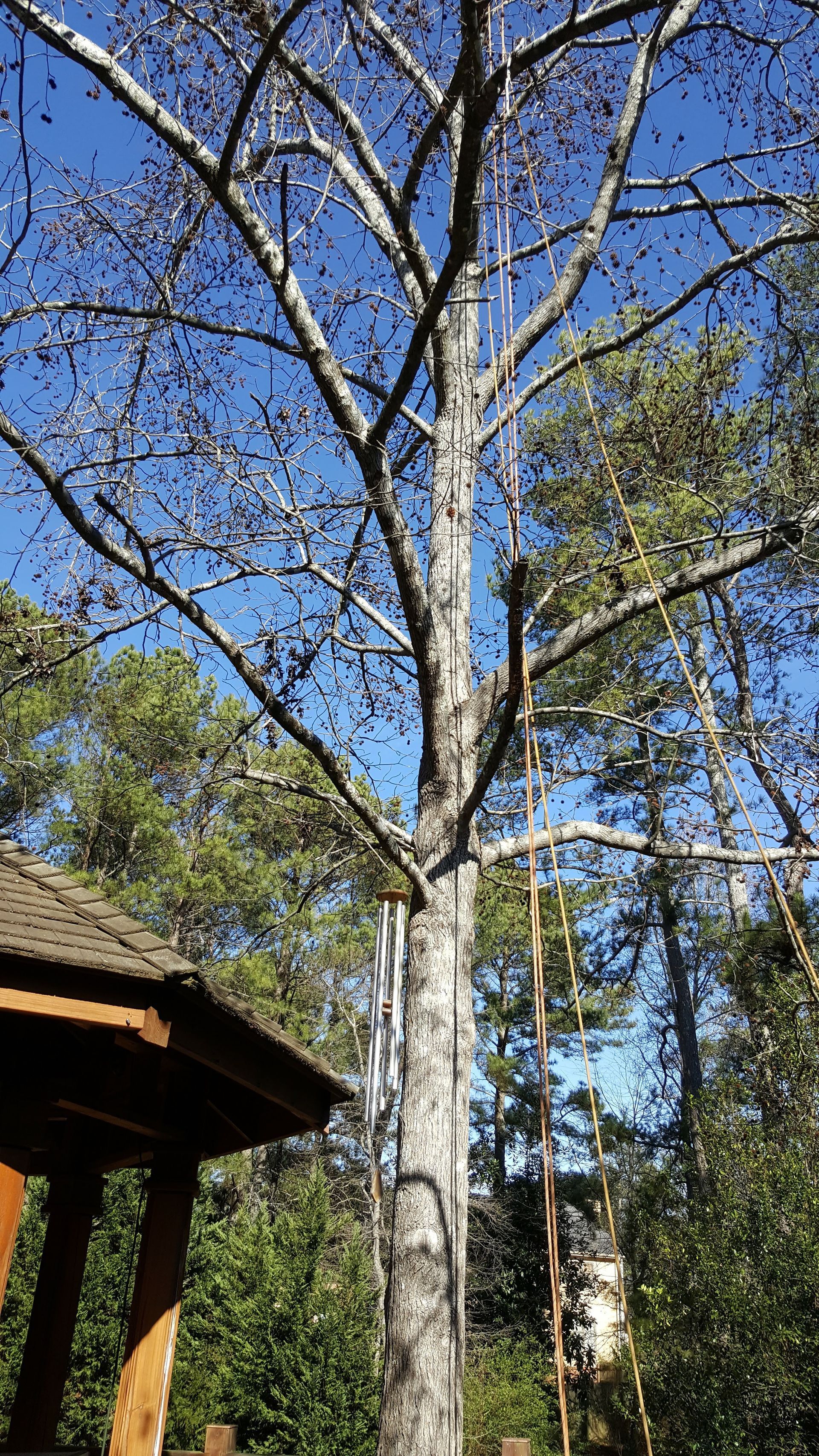 Sharper Edge Tree Care. Tree removal and Tree removal services in North East Georgia. Buford, Alpharetta, Duluth, Cumming, Atlanta, Dunwoody.