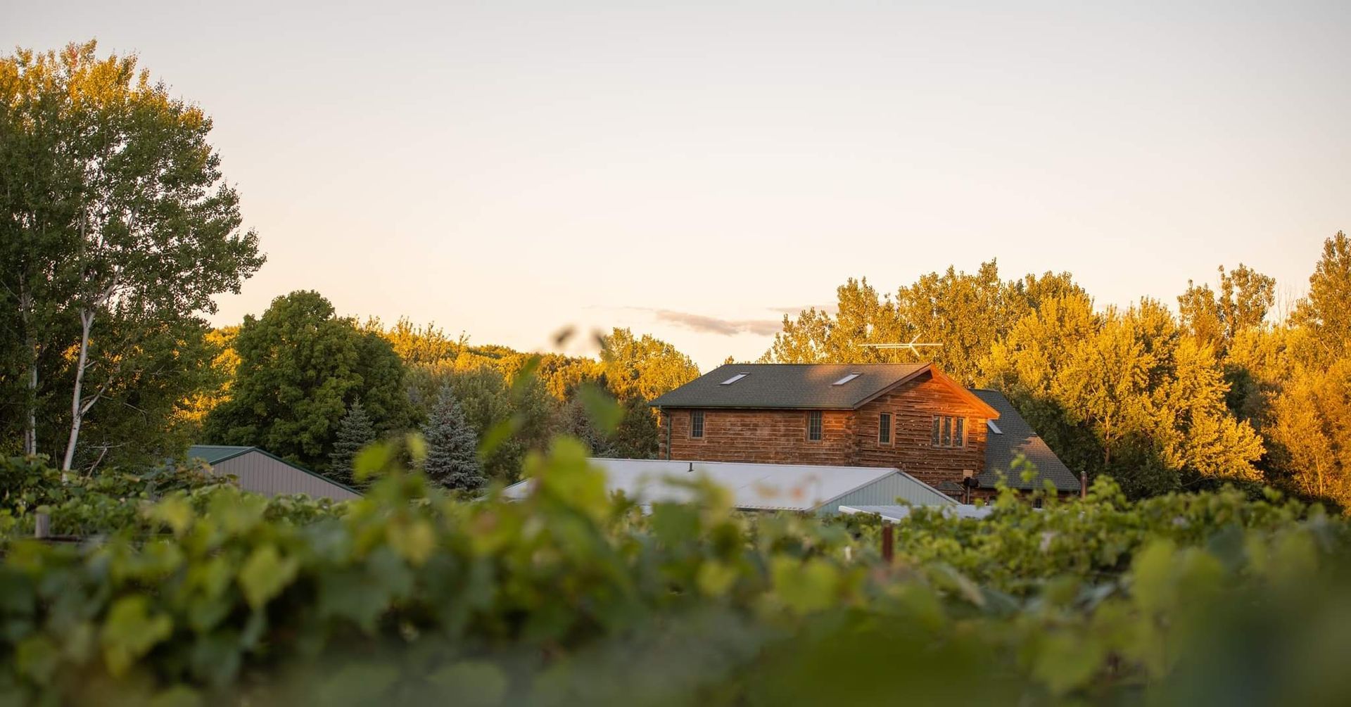 A two-story log building sits nestled among lush, golden-lit trees, viewed from behind a foreground of green vines.