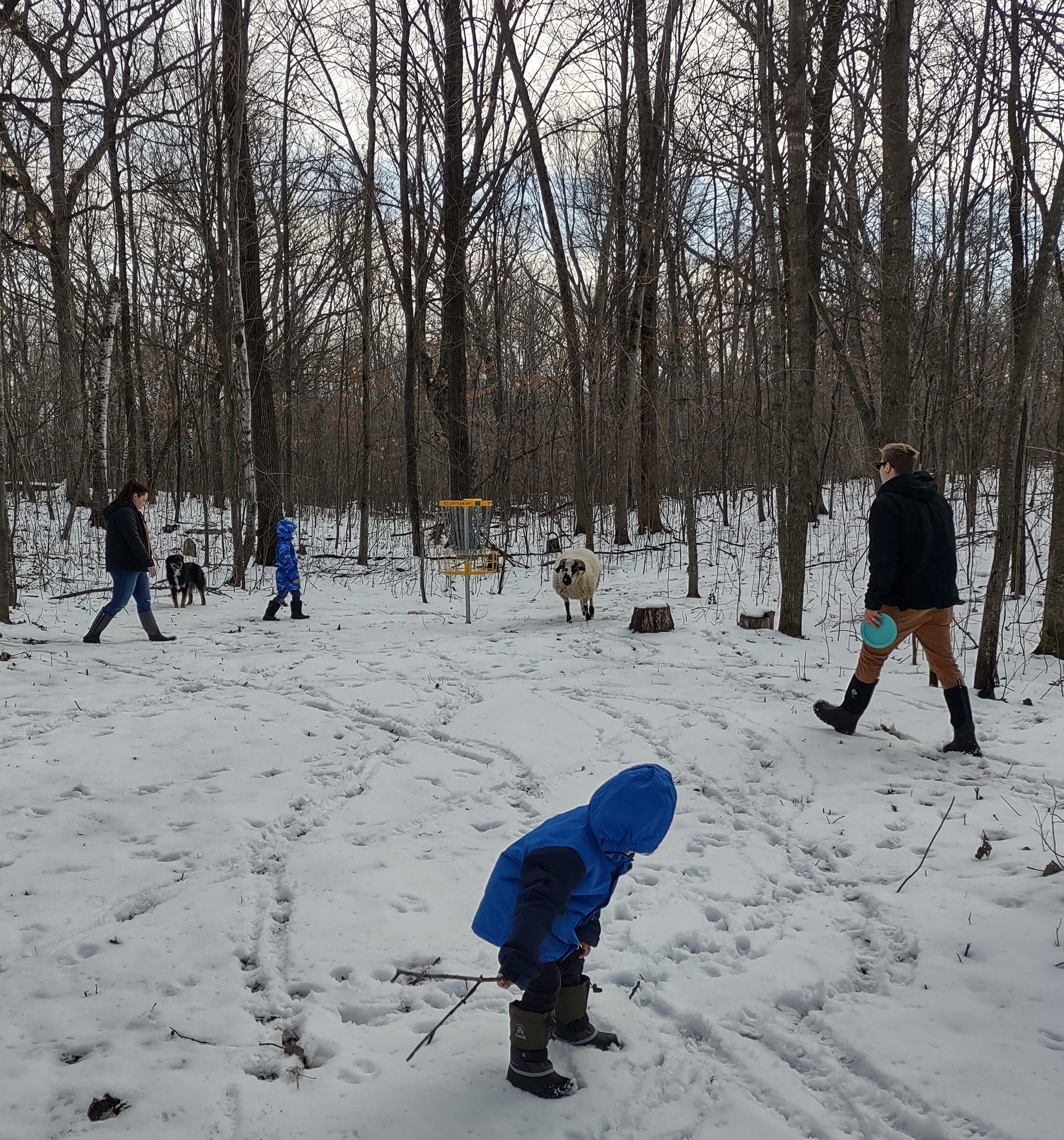 A group of people walk through a snowy, wooded disc golf course with a basket and a dog nearby.