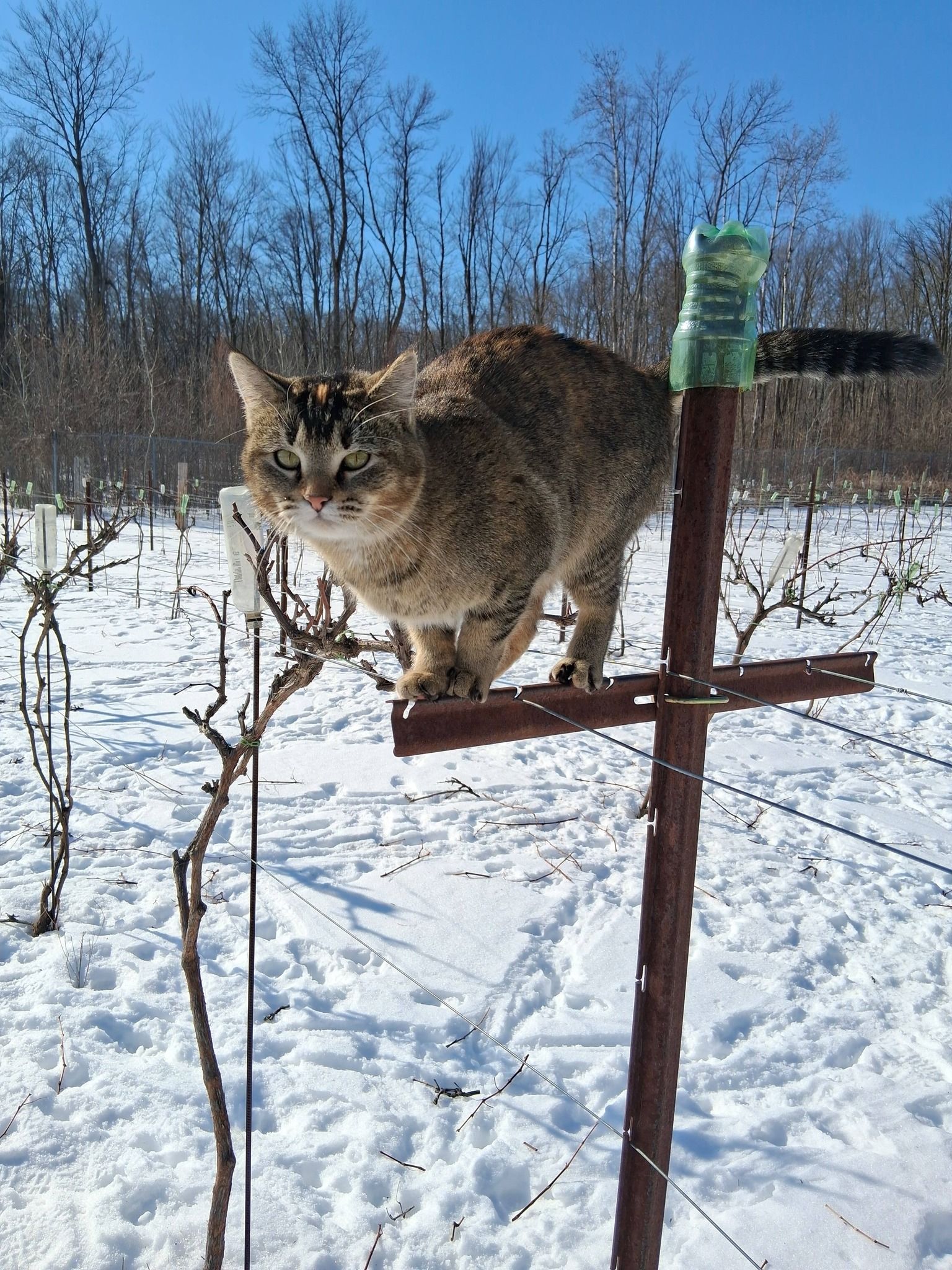 A tabby cat standing on a metal vineyard stake in a snowy field with bare trees in the background.