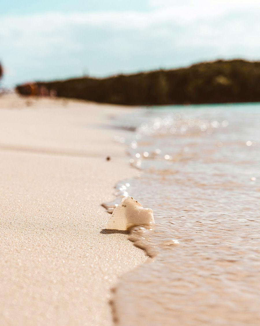 Sandy beach with gentle waves lapping around a white, porous object. Blurred background of trees and sky.