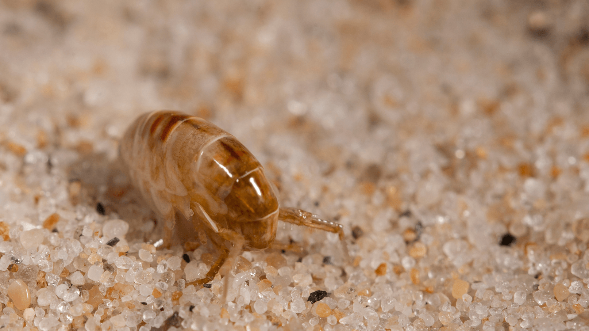Flea Pest Control