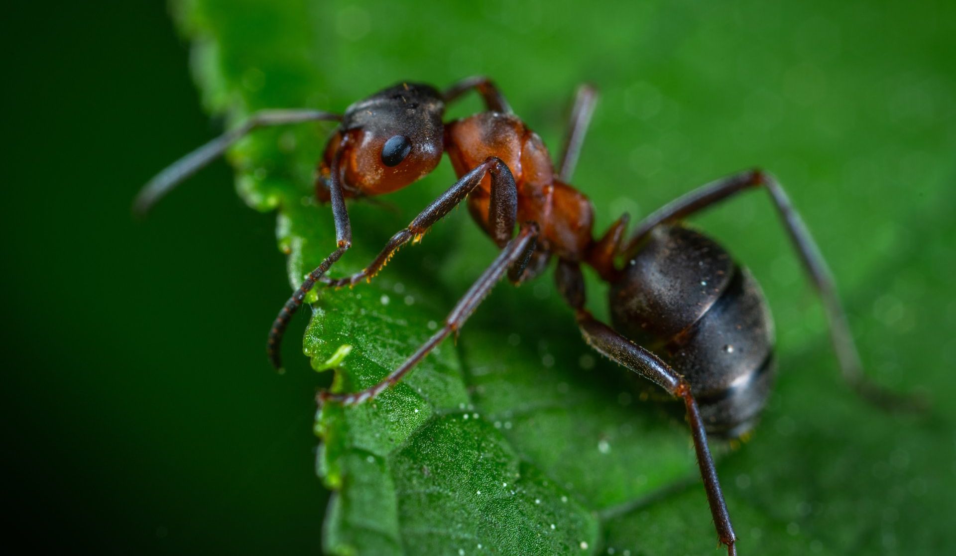 Ant Pest Control
