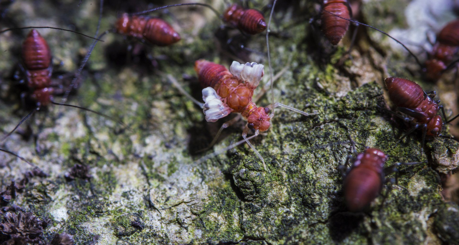 Termite Pest Control