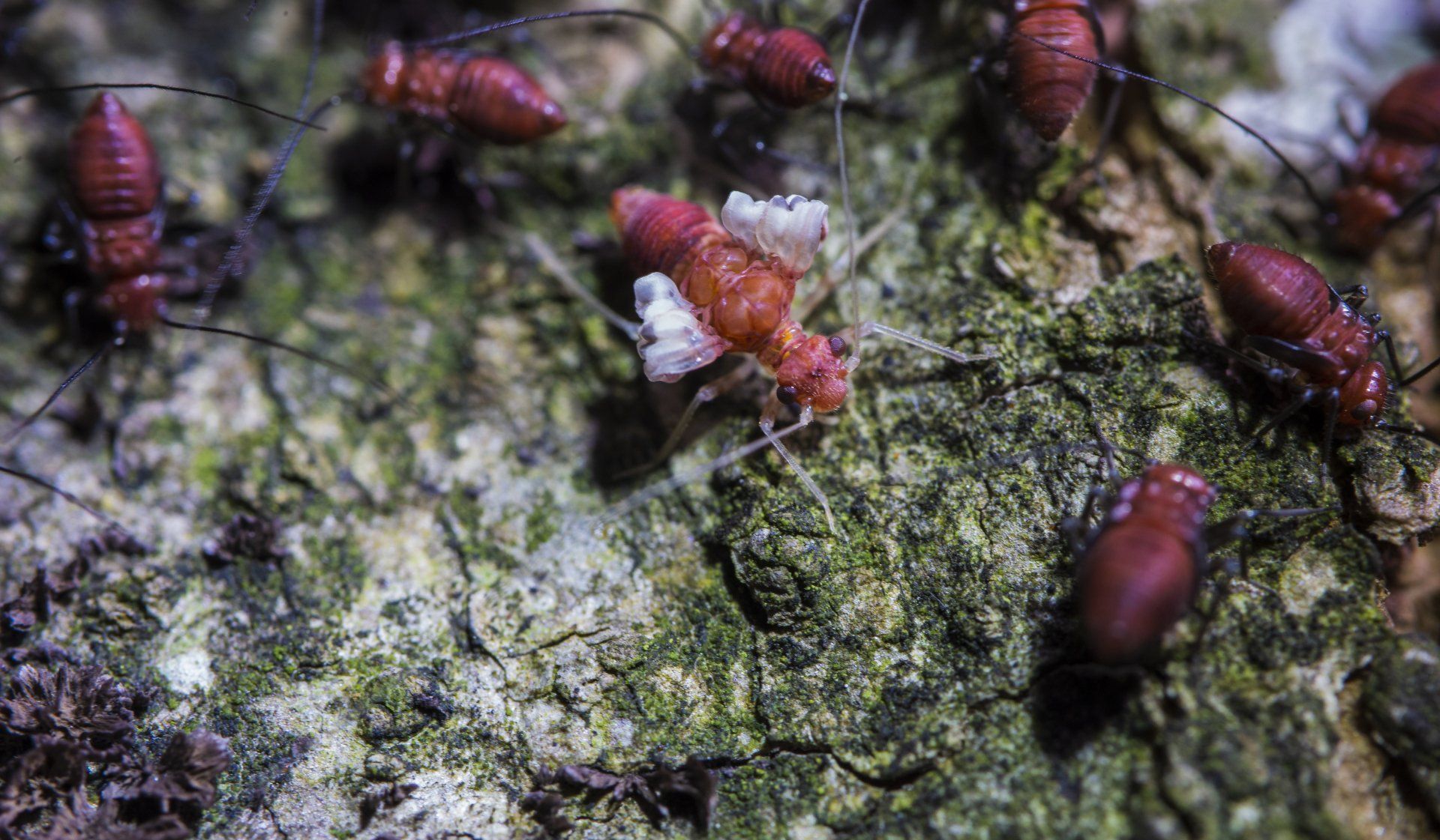 termite pest control