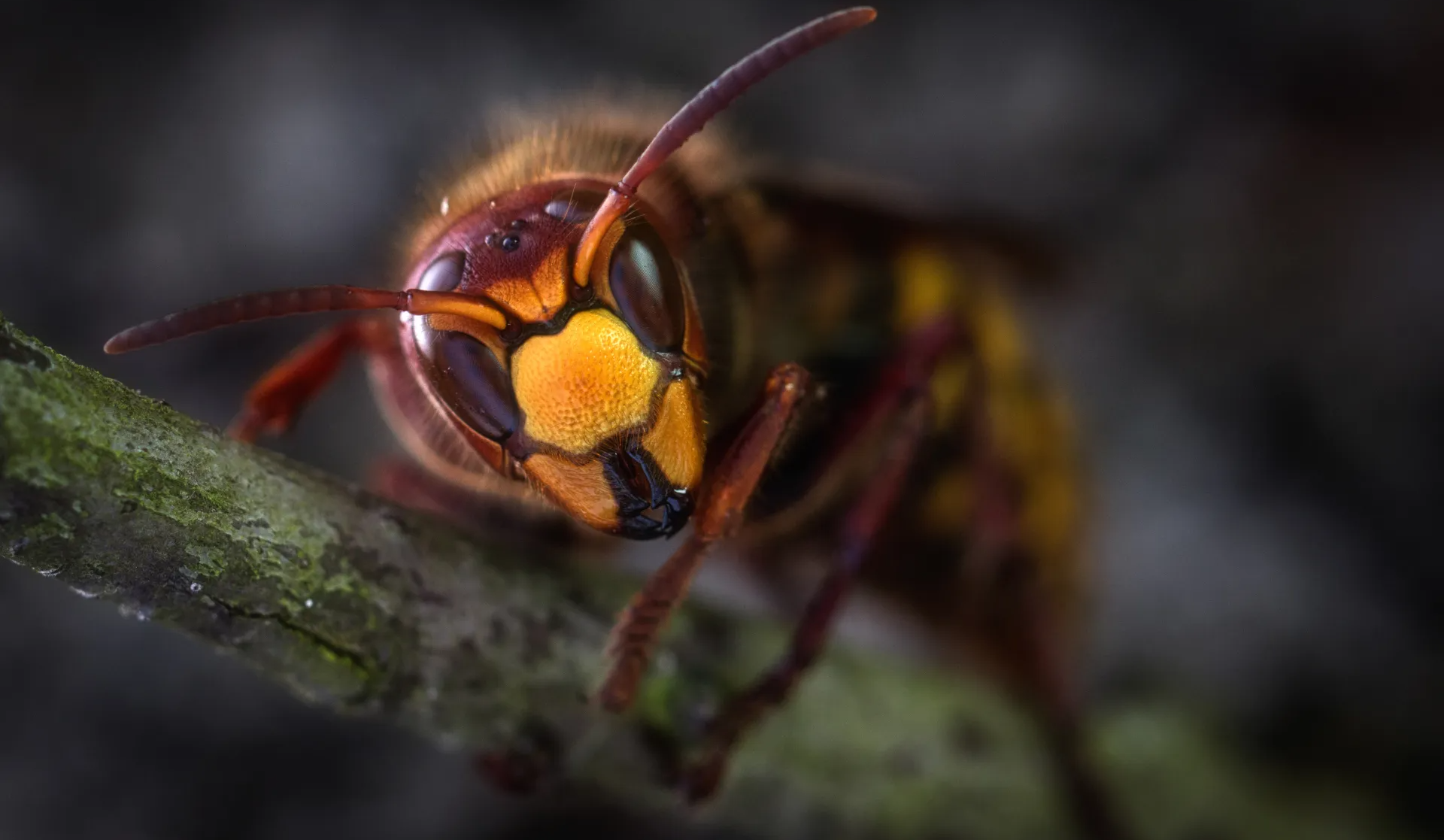 Wasp Pest Control