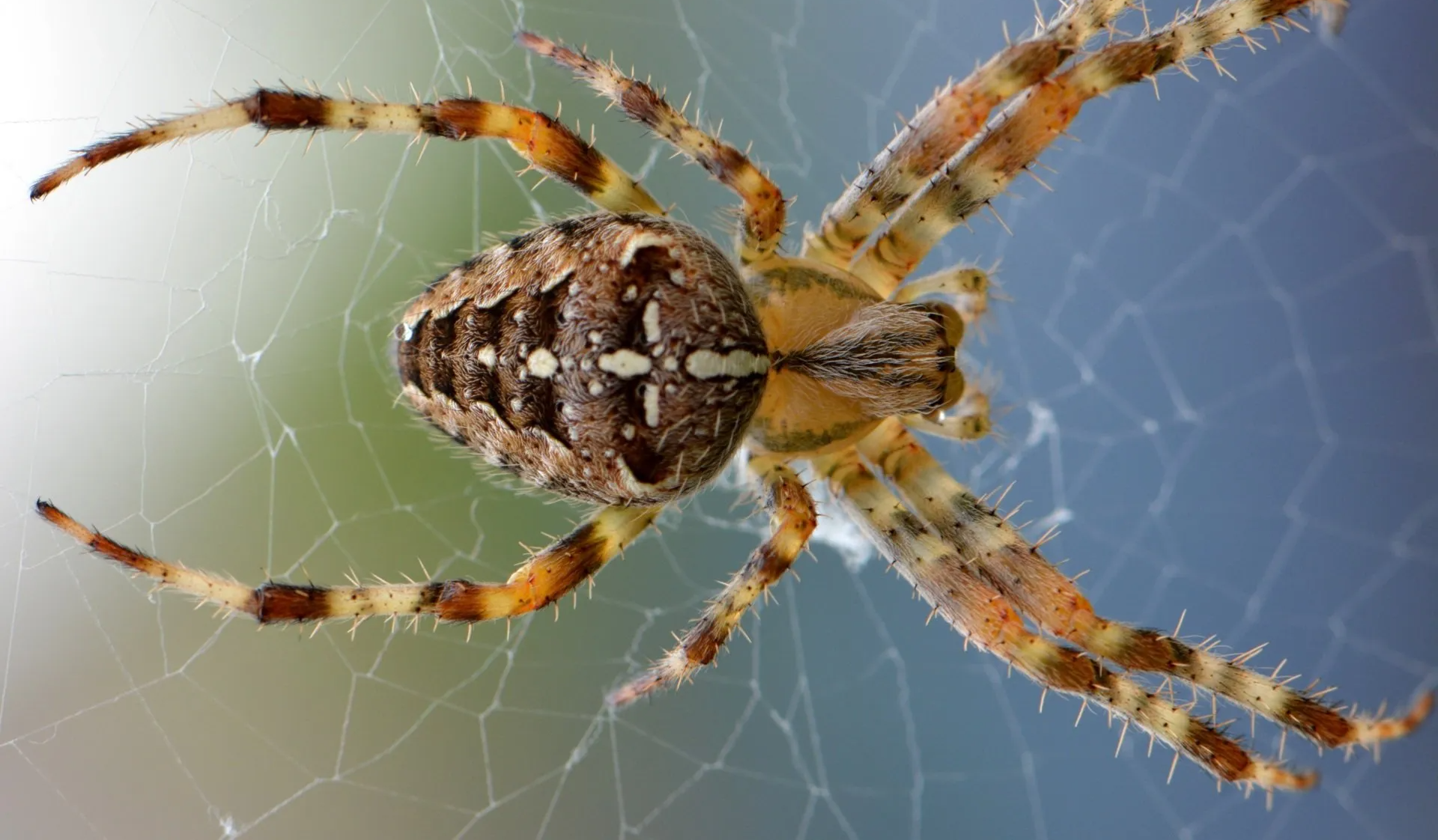 Spider Pest Control