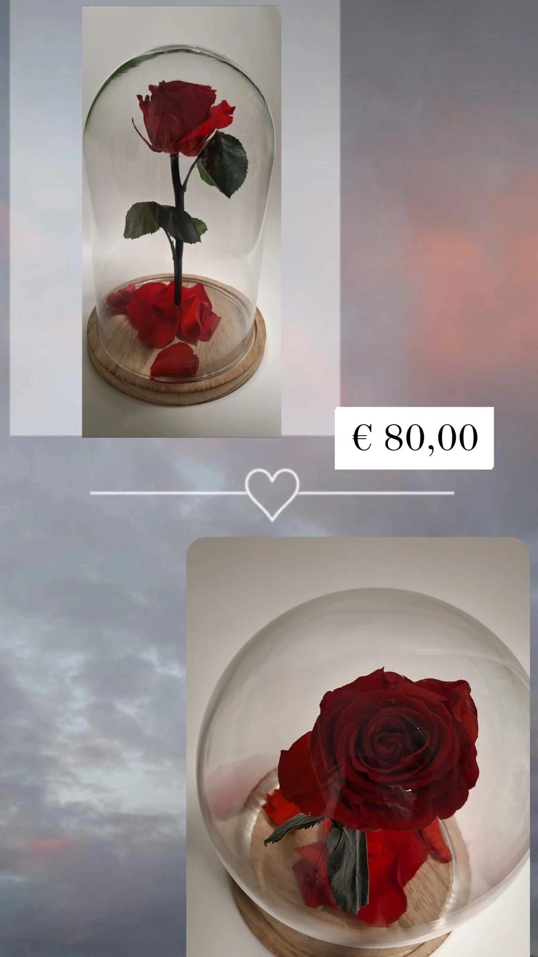 Rosa incantata media con rosa rossa