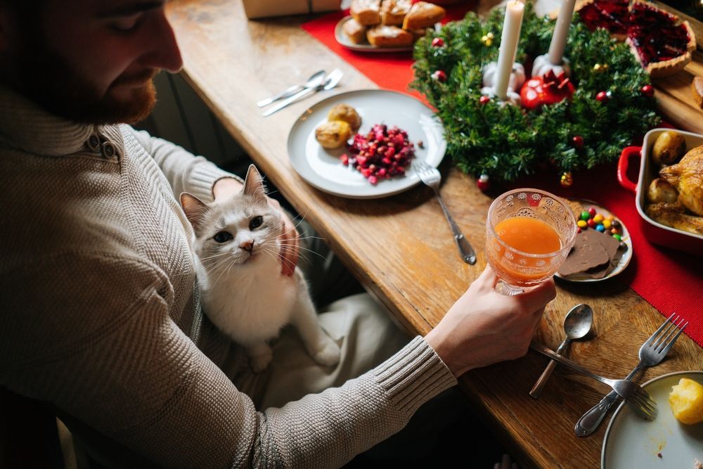 Cat and Man at the Dinner Table ©Dikushin Dmitry