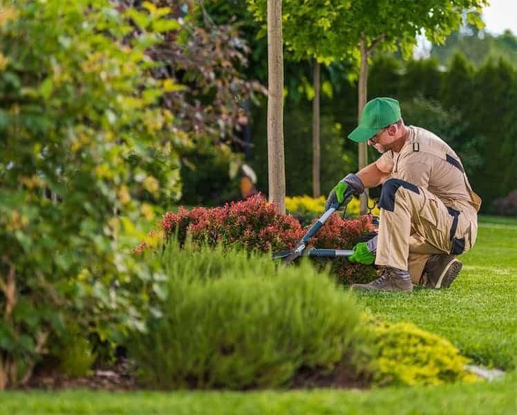 Una persona con gorra verde y ropa de trabajo beige está arrodillada en un jardín, podando un arbusto 
