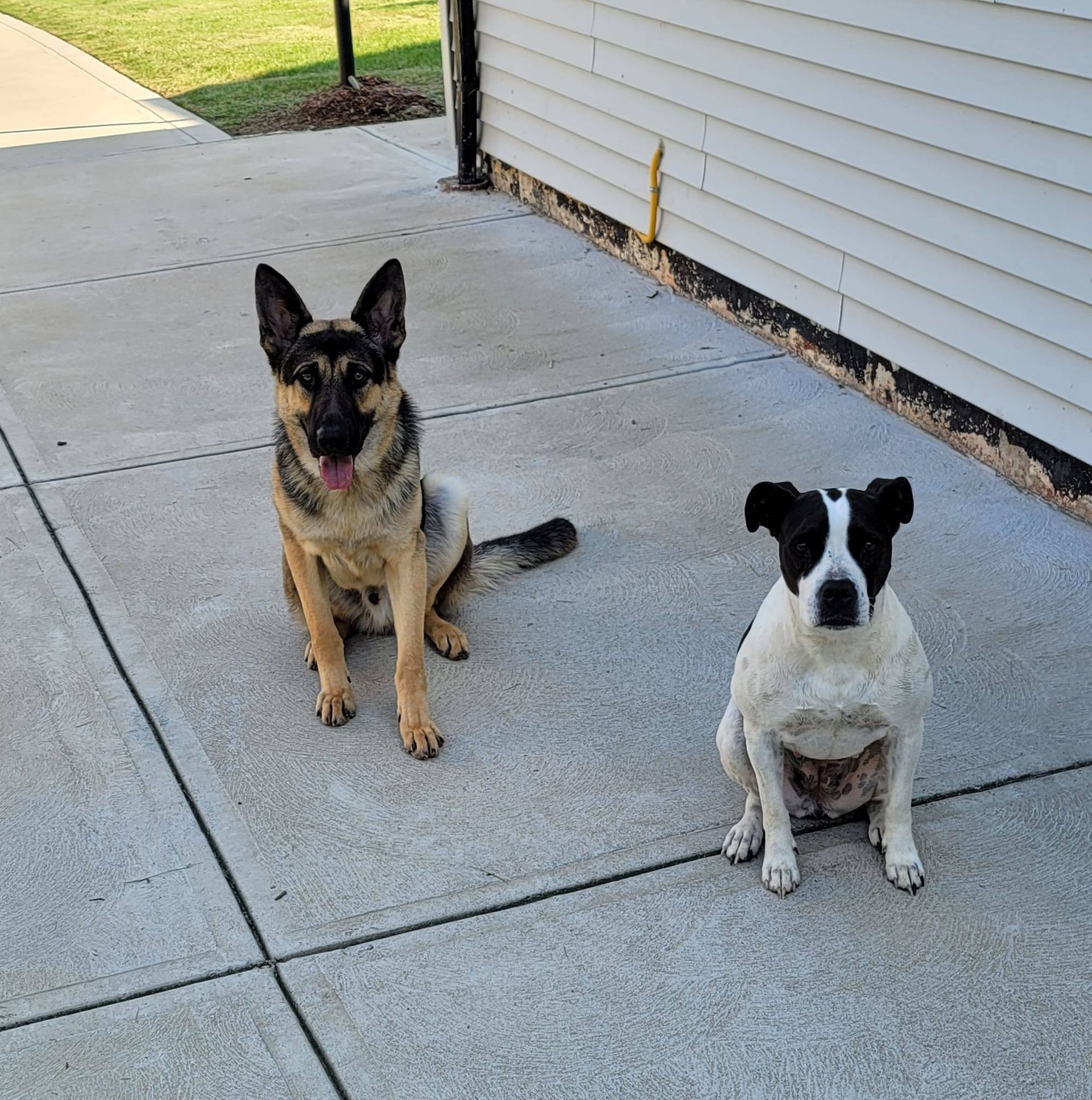 Dog Boarding Kent, Ohio Northeast Ohio Dog Training