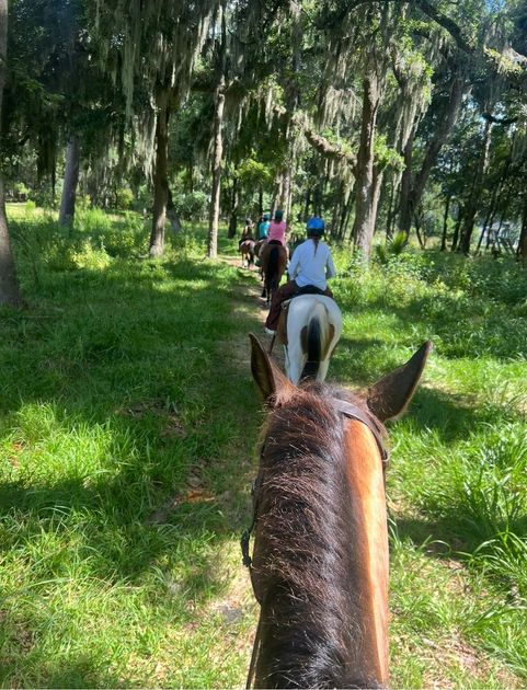 A brown horse and a white horse graze on a grassy riverbank in front of a dense, green forest.