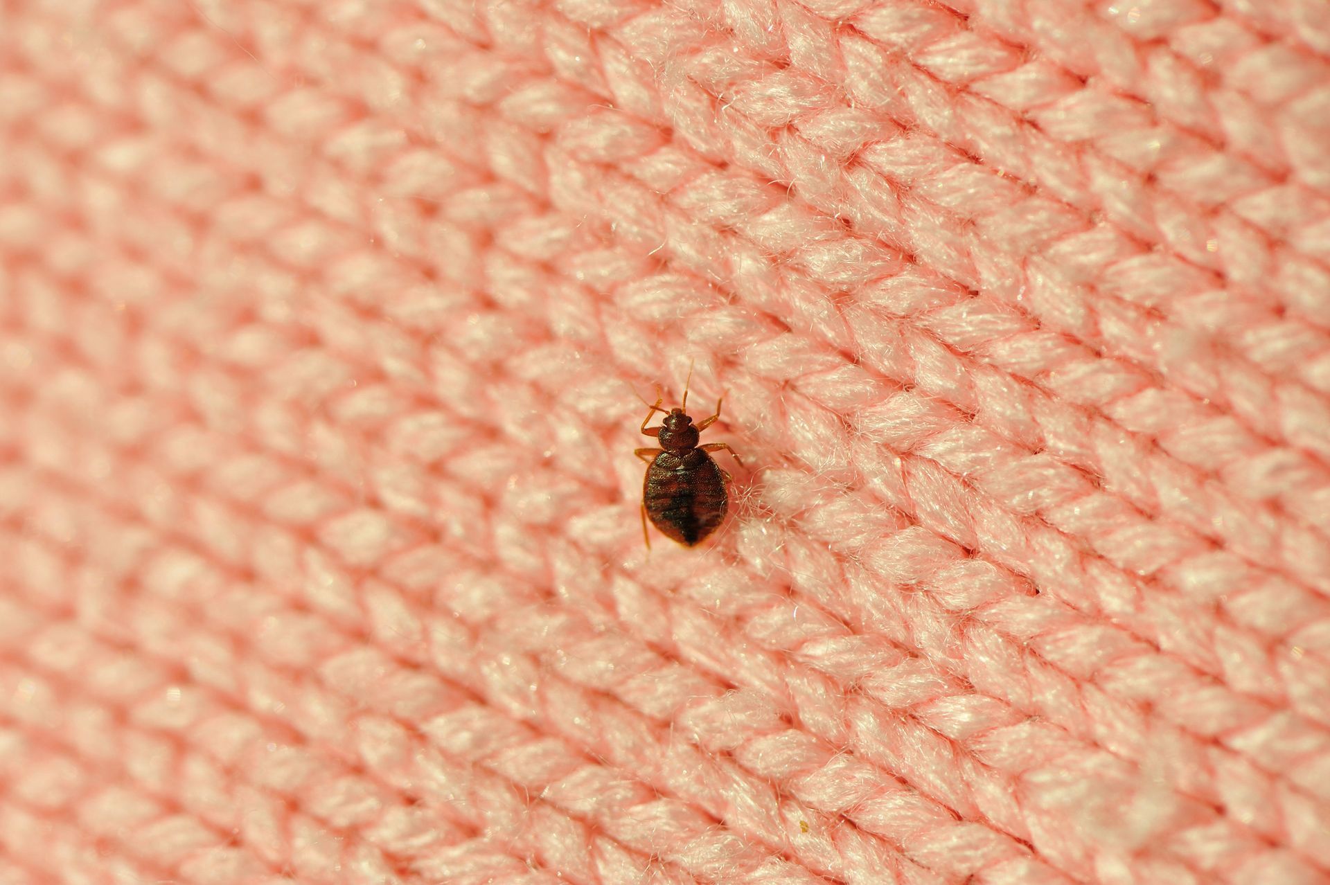 Single Bed Bug on Blanket Fiber – Blue Ridge, GA – Blue Ridge Mountain Termite and Pest Control
