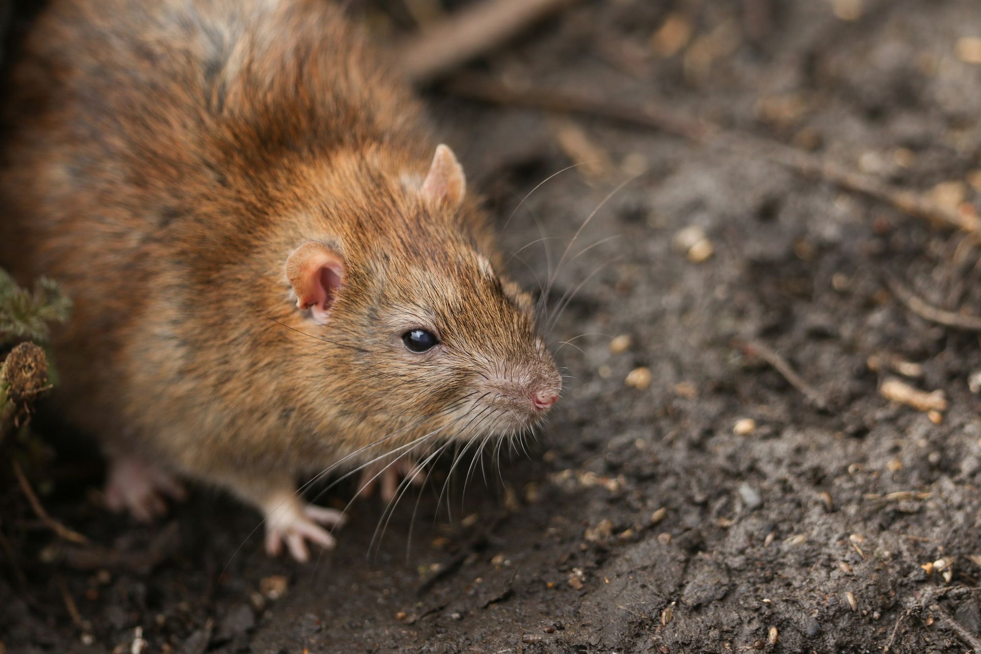 Brown Rat – Blue Ridge, GA – Blue Ridge Mountain Termite and Pest Control