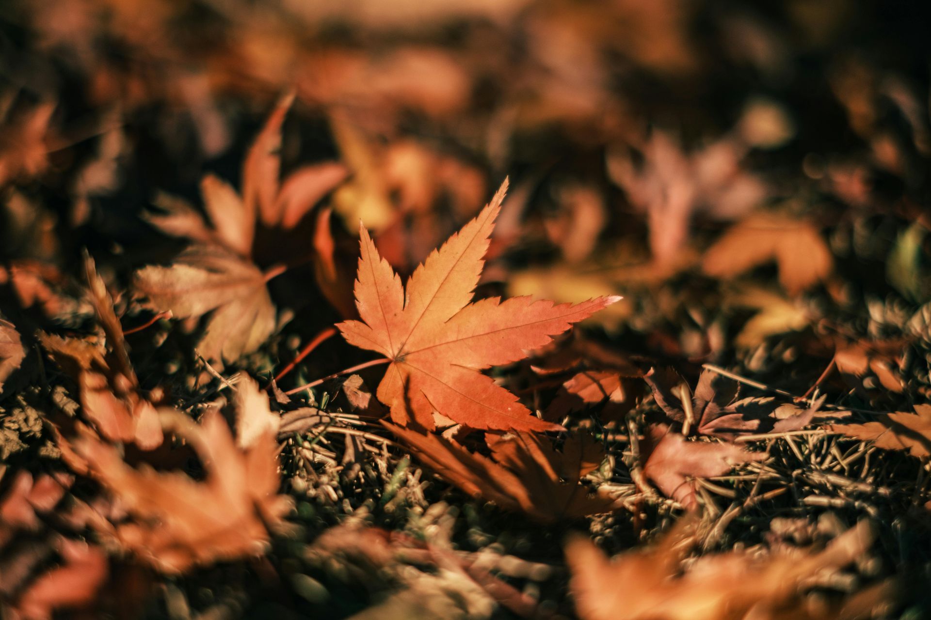 Fall