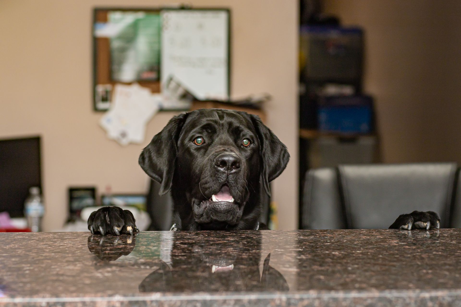 Jude, our greeter the dog