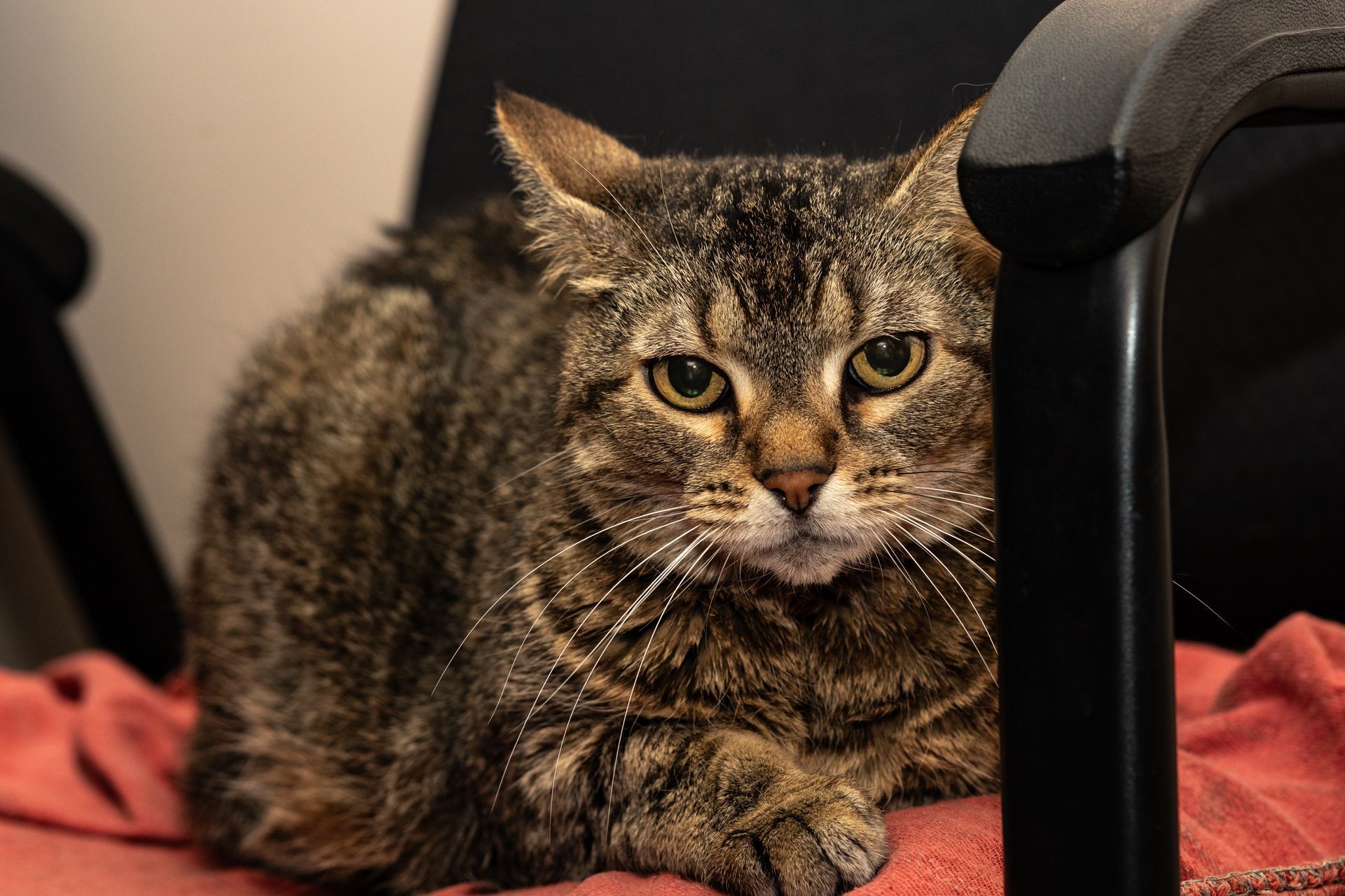 Puddy Tat Scanlan, our greeter the cat