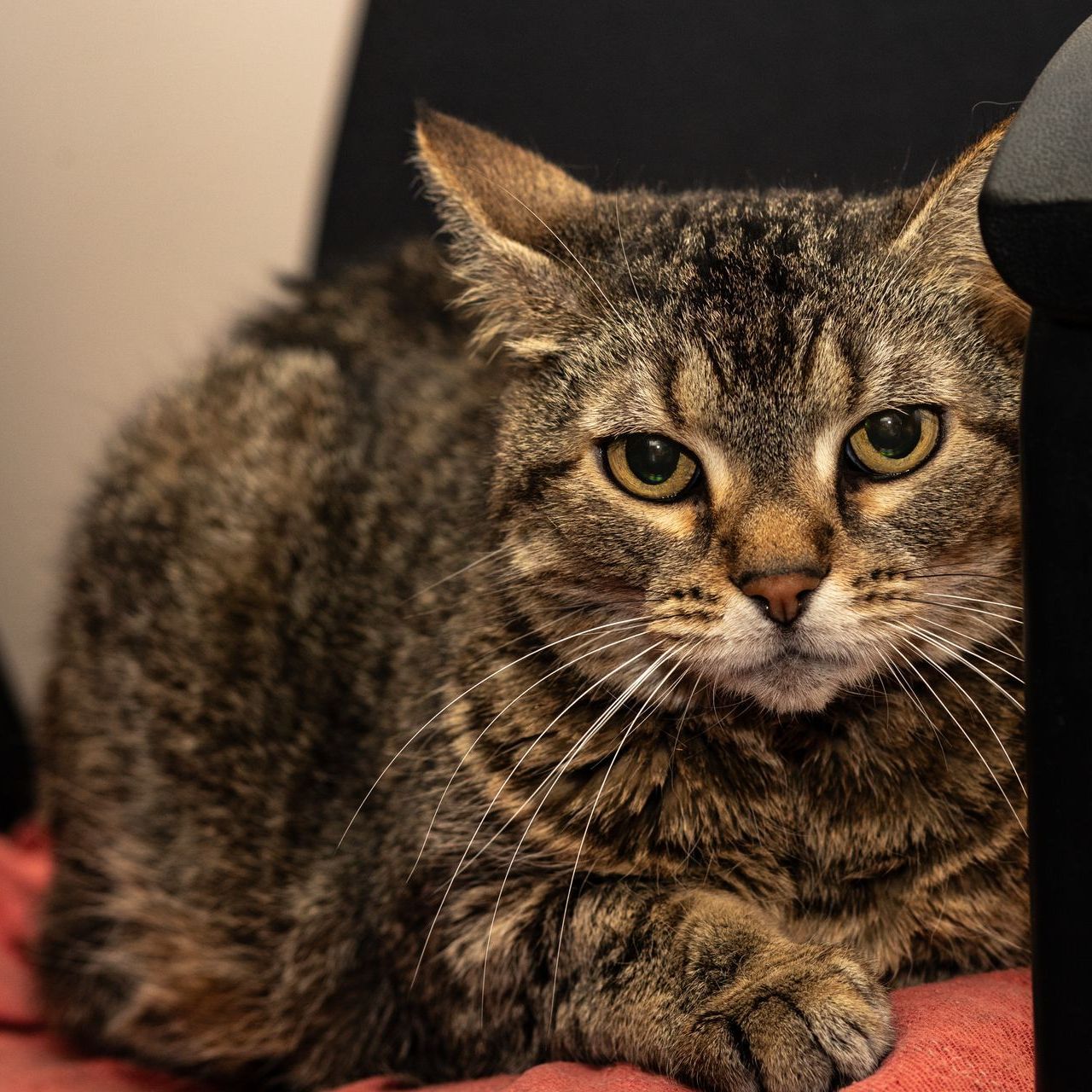 Puddy Tat Scanlan, greeter