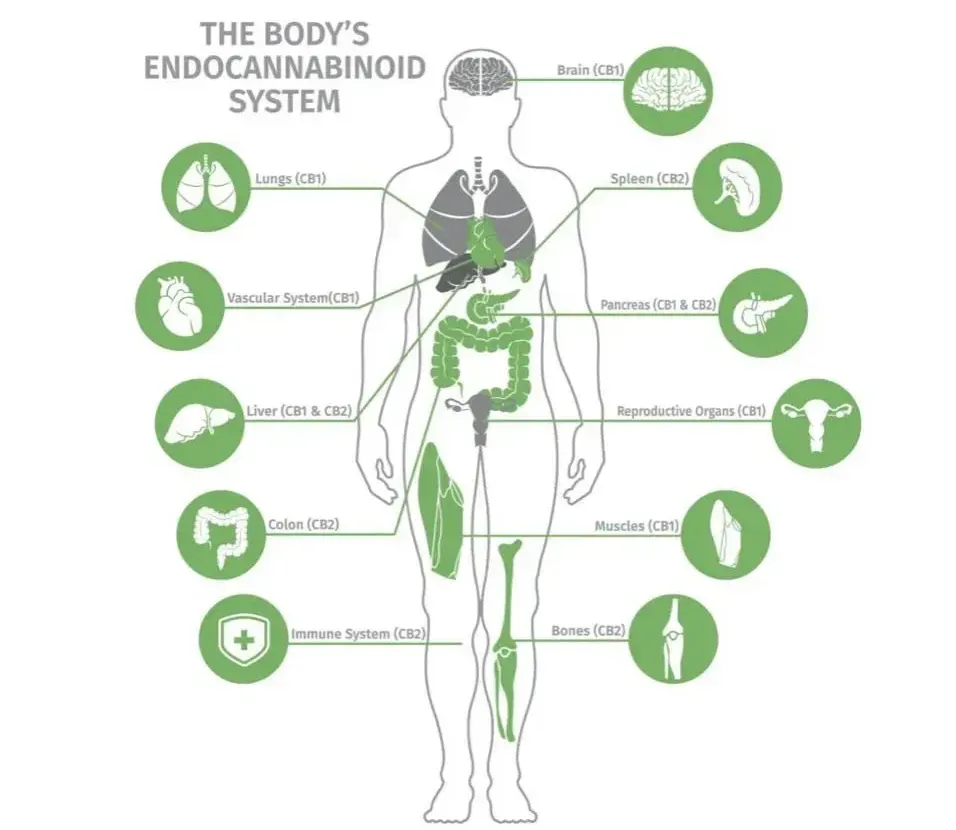 Body Endocannabinoid System Chart