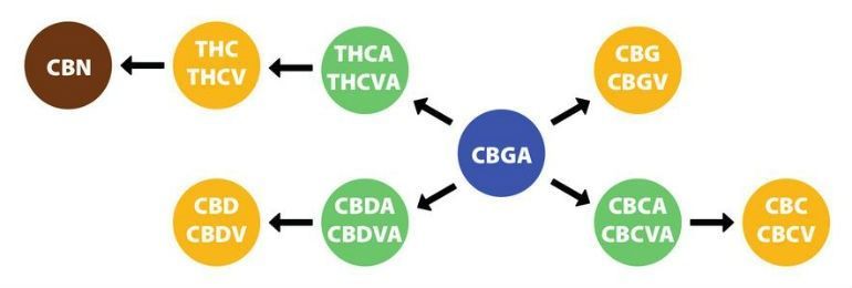 Cannabigerol Chemical Breakdown