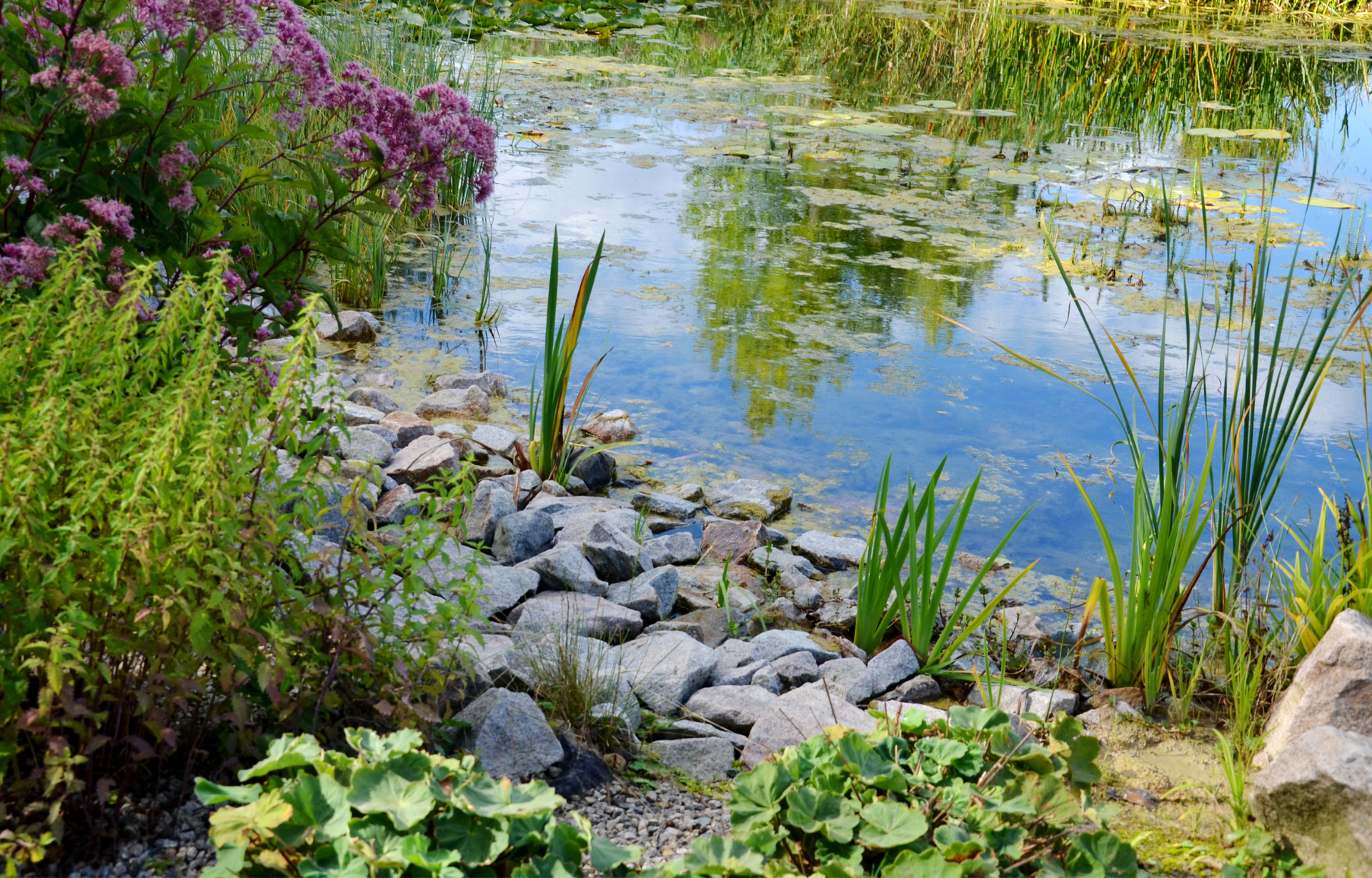 A pond surrounded by rocks and flowers in a garden.