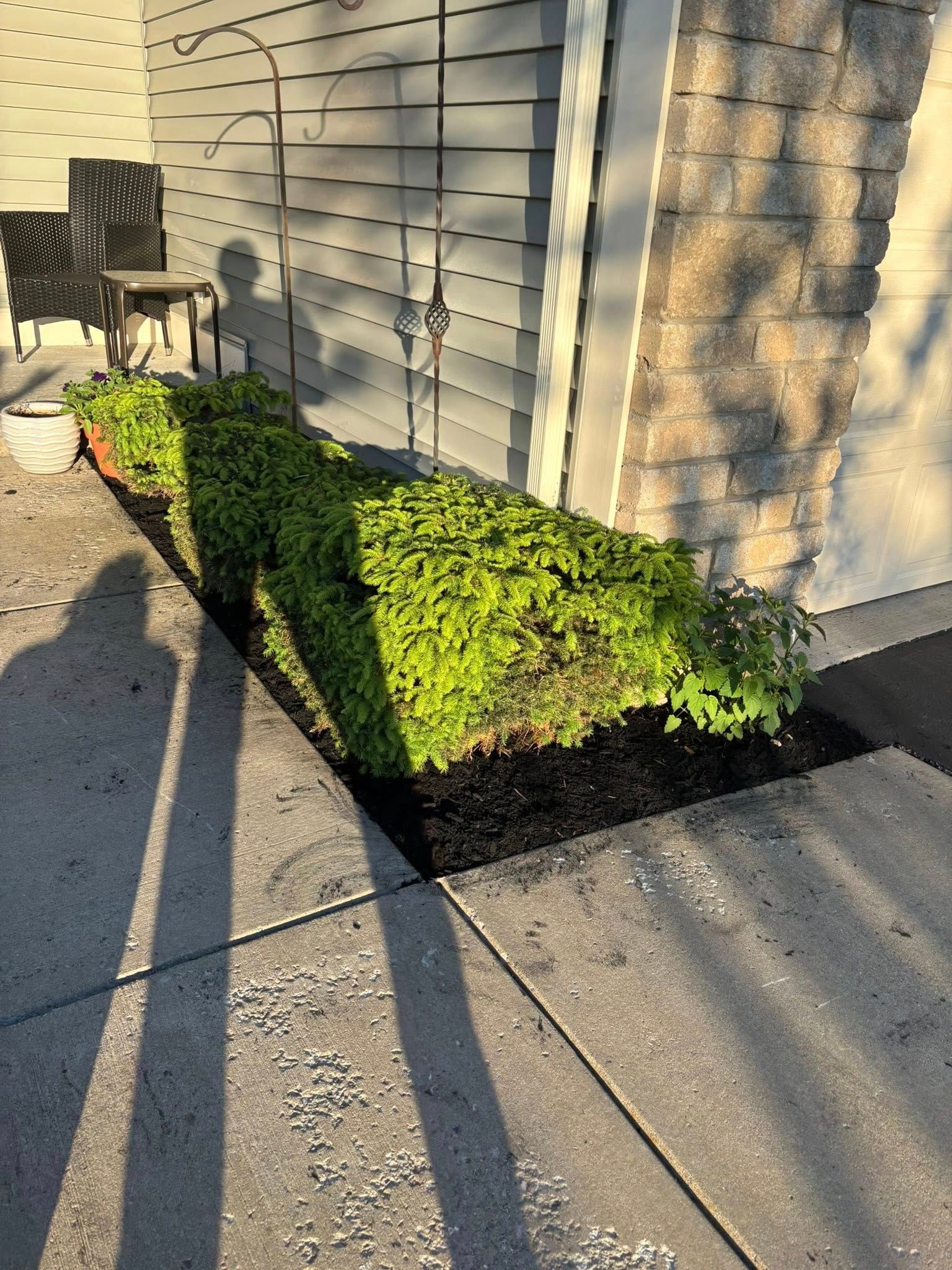 Long green hedge with black mulch, next to a concrete sidewalk and the side of a building.