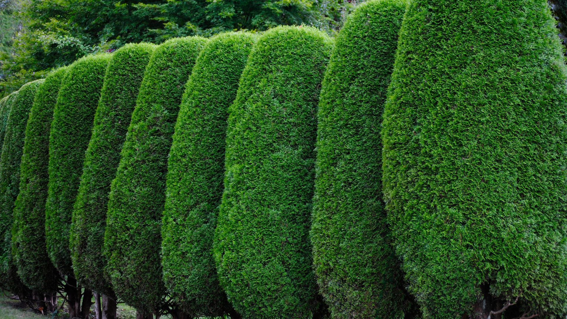 Lush green lawn with trees and a hedge under a blue sky, casting long shadows.