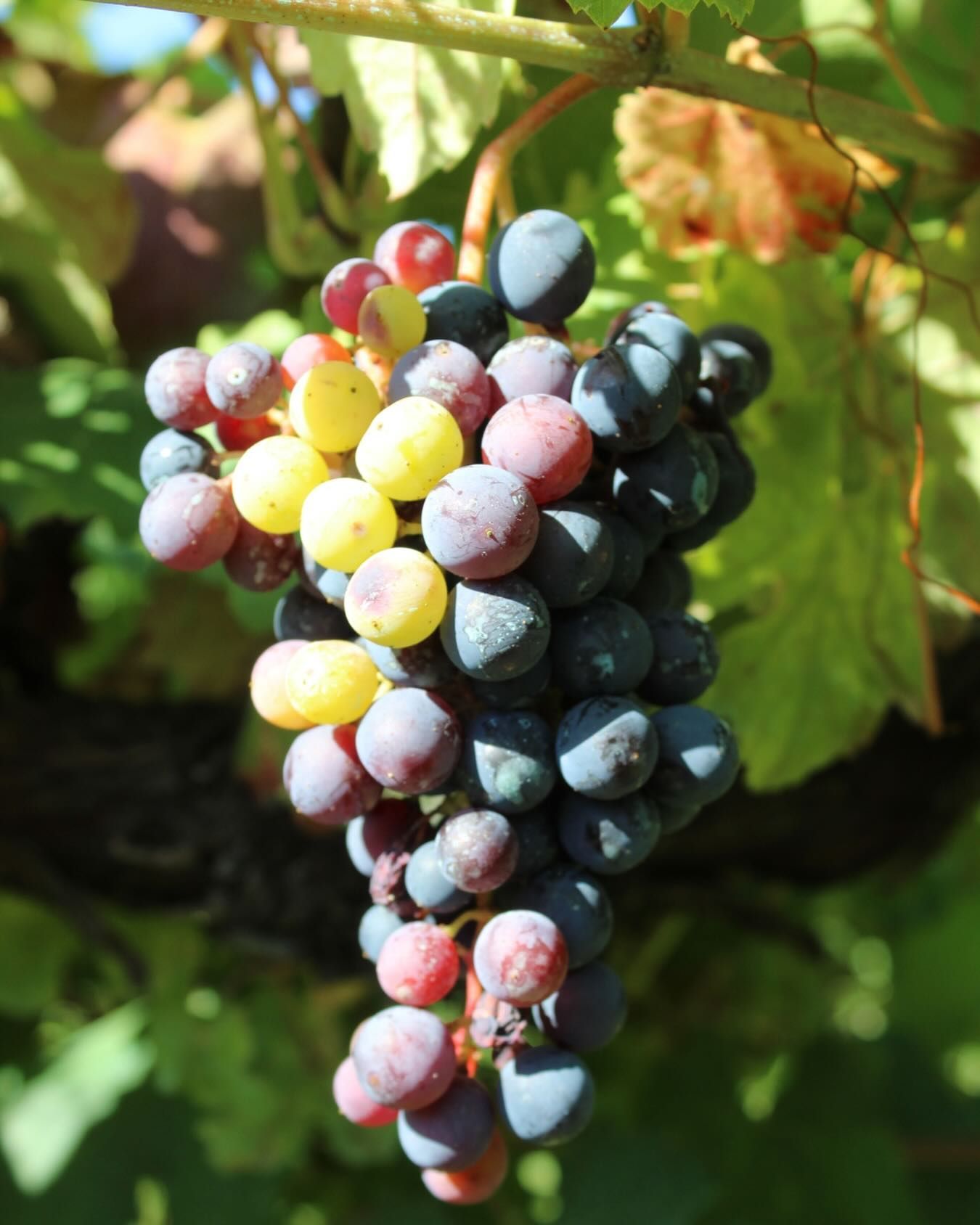 Azienda Agricola Casone di Sotto, maranello, uva propria produzione