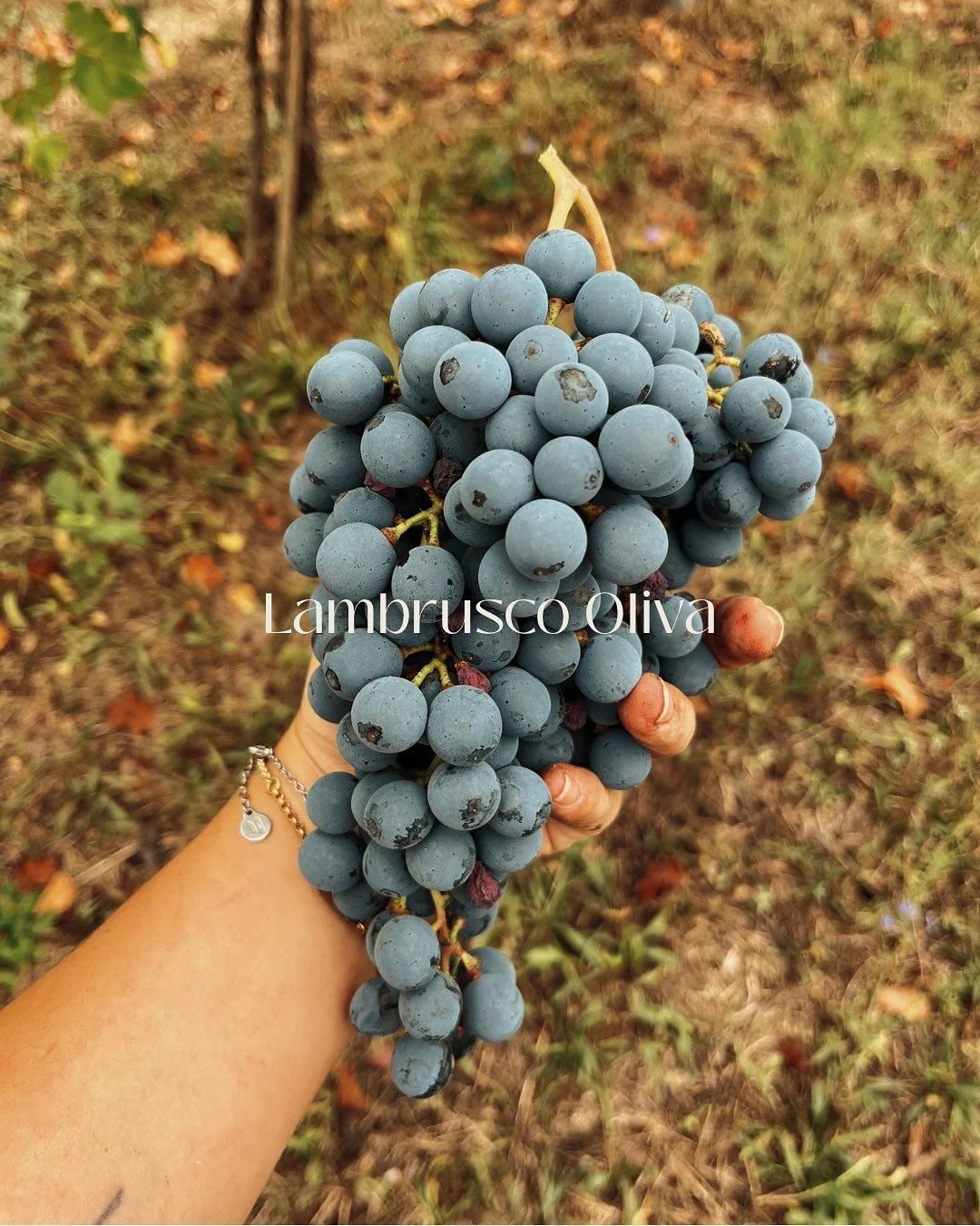 Azienda Agricola Casone di Sotto, piatti cucina emiliana, maranello, cucina locale, produzione vini